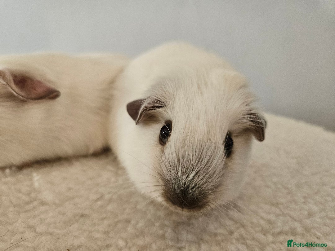 Guinea Pig rodents for sale: Bonded pairs of baby male guinea pigs  - Advert 6