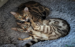 Bengal cats for sale: 🖤🤎🧡🤍Bengal sisters🤍🧡🤎🖤 - Image 14