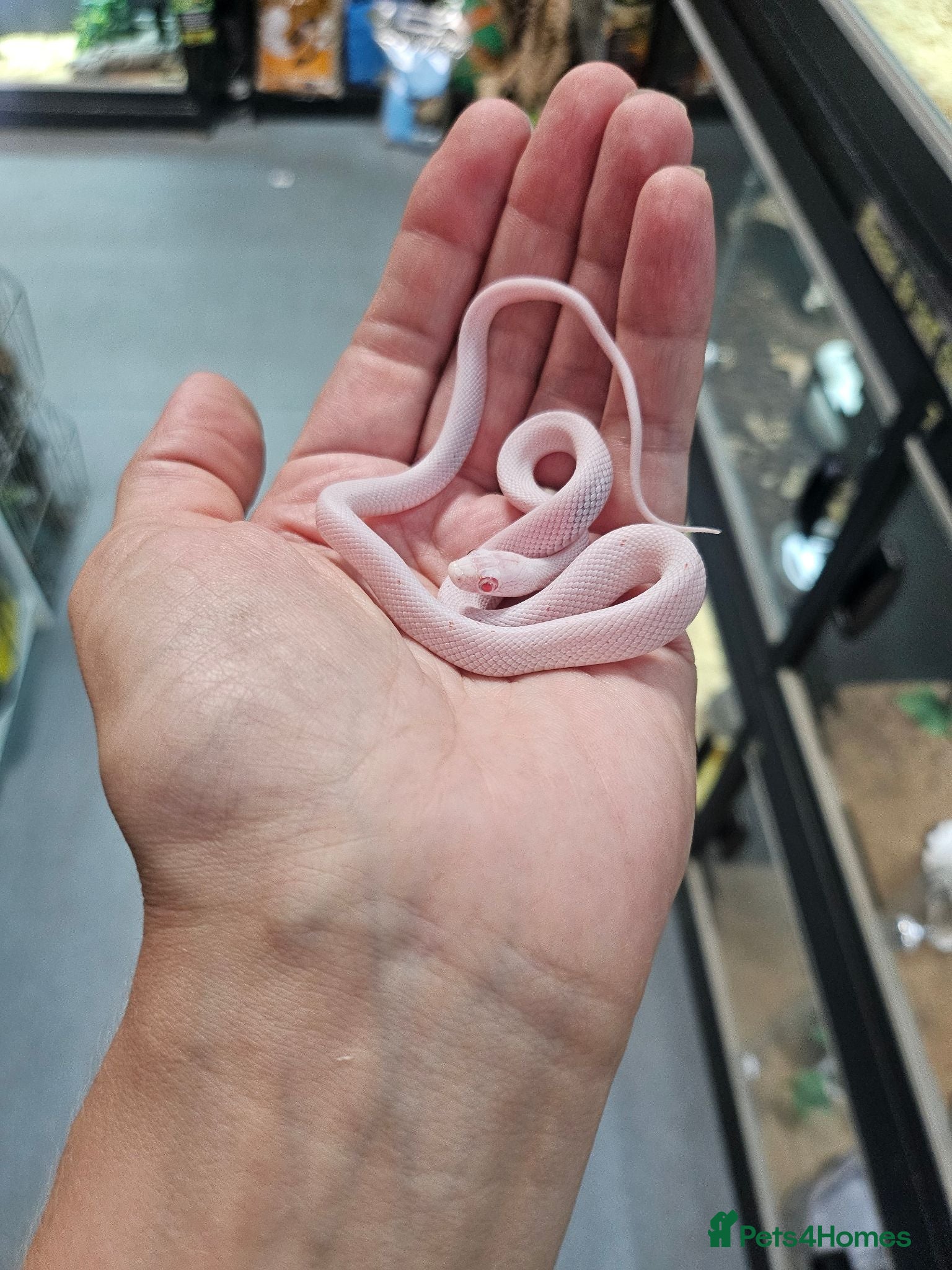 Snake reptiles Palmetto cornsnake baby for sale  - Advert 1