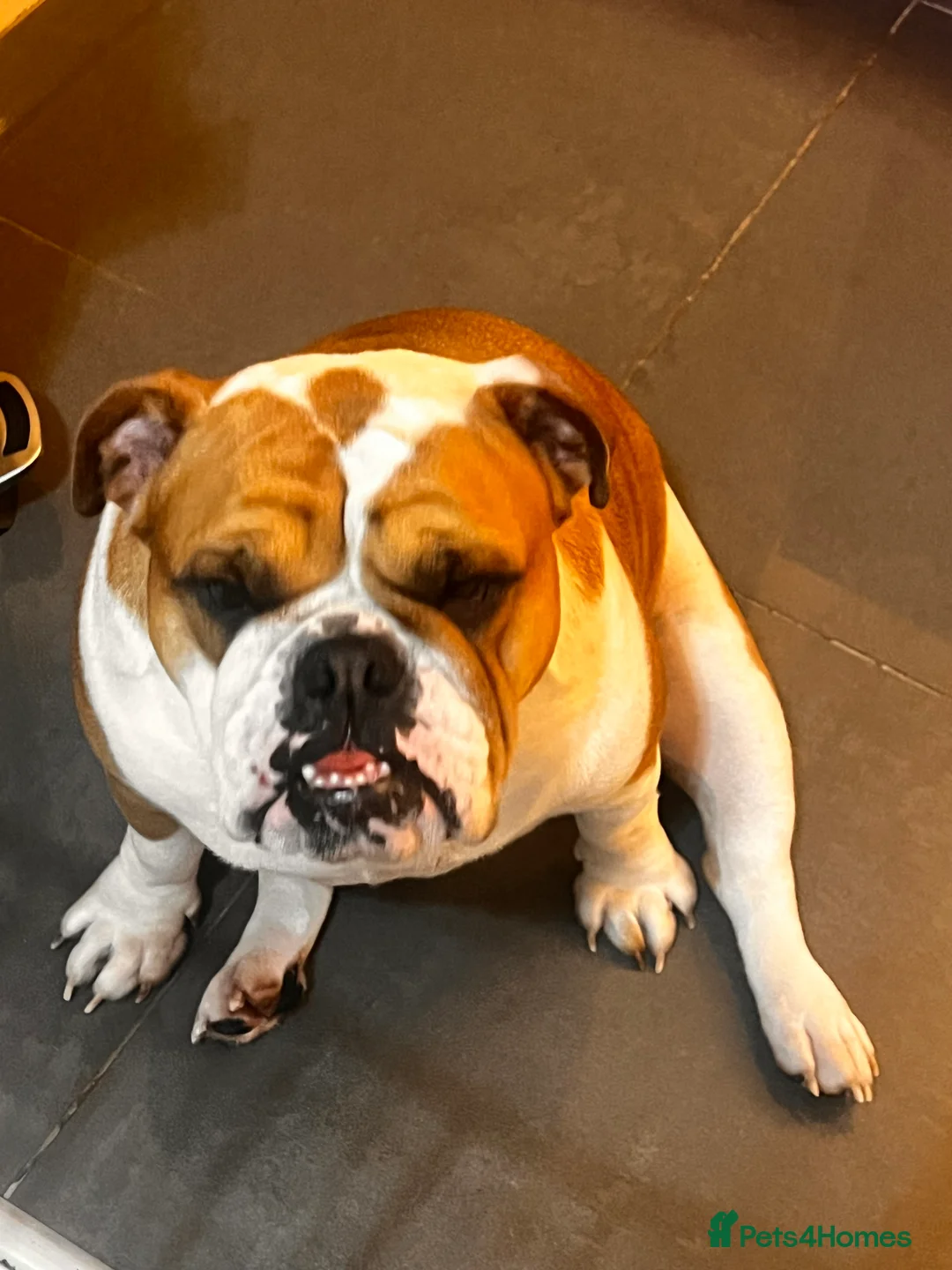 English Bulldog dogs for sale: KC registered Female English Bulldog - Advert 3