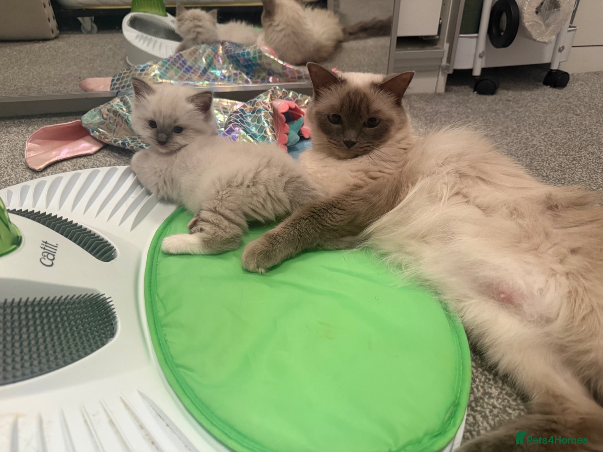 Ragdoll cats Last boy reduced‼️Ragdoll kittens✨ - Advert 1