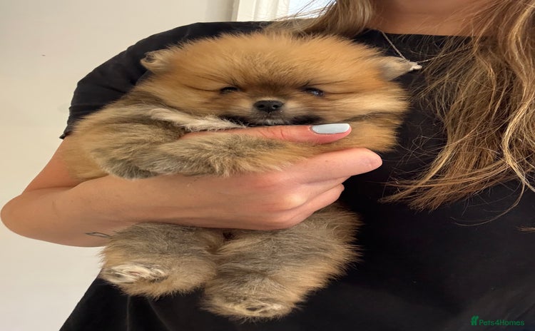 Pomeranian dogs - Advert 5