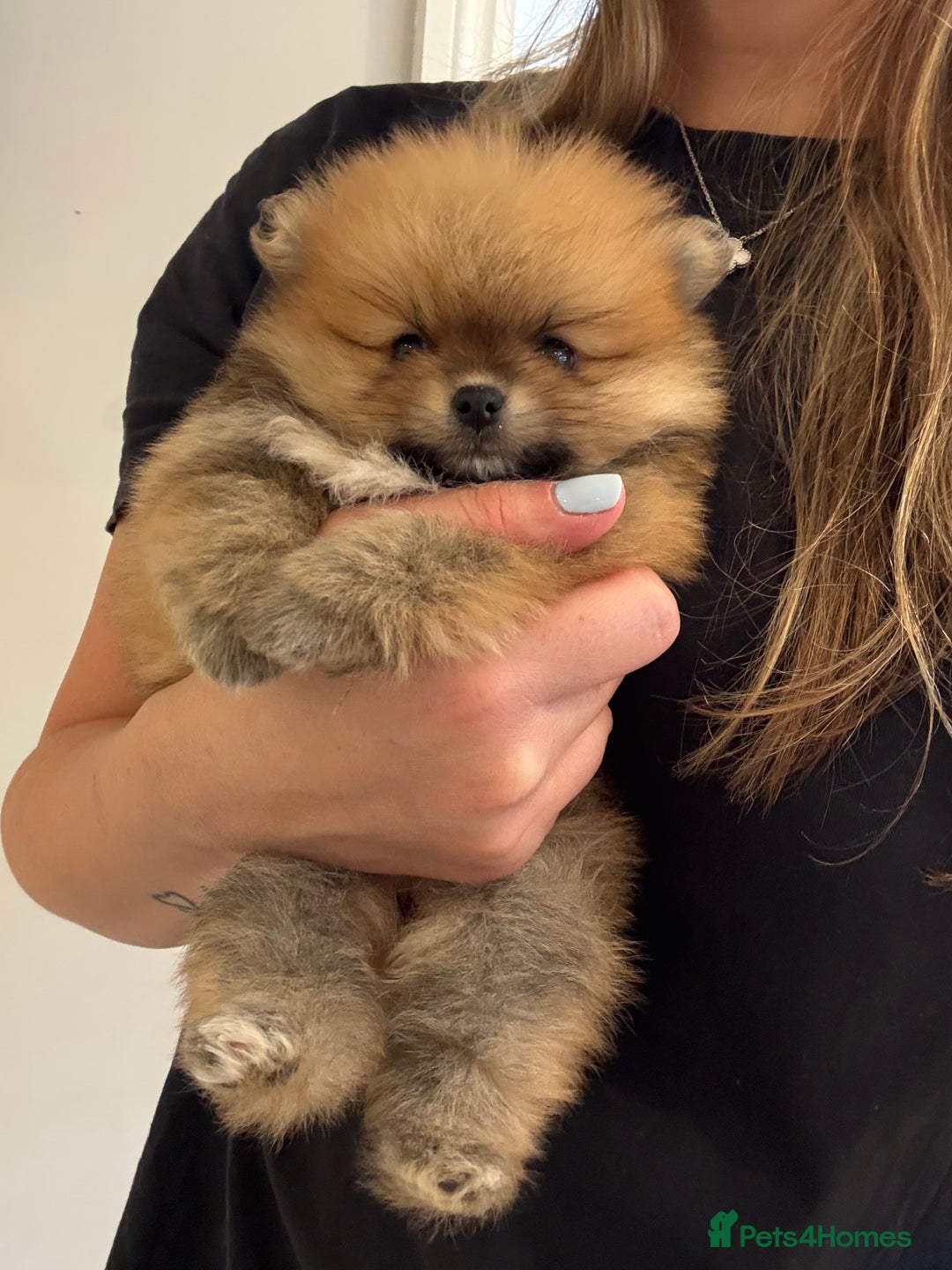Pomeranian dogs for sale: Micro size  poms - Image 1