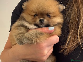 Pomeranian dogs - Advert 23