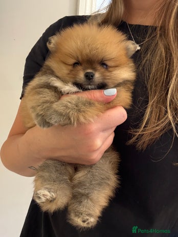 Pomeranian dogs - Advert 9