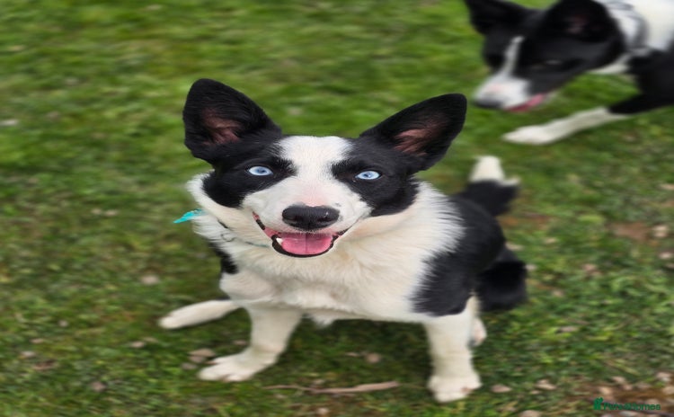 Border Collie dogs - Advert 8