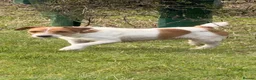 Parson Russell dogs for sale: PARSONS  RUSSELL TERRIER  PUPPIES FOR SALE - Advert 1