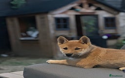 Japanese Shiba Inu dogs for sale: Ready Now! Only Red Boy Left! 🦊 - Image 16