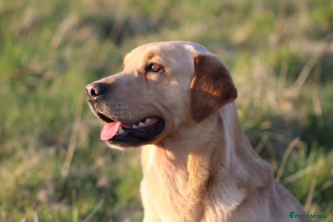 Labrador Retriever dogs for stud: Extensively Health Tested Yellow Labrador Stud in Totnes - Advert 8