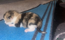 British Shorthair cats for sale: Beautiful kittens  - Image 6
