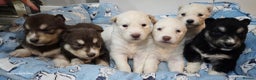 Siberian Husky dogs for sale: Wooly Siberian huskies - all Blue Eyes - Advert 1
