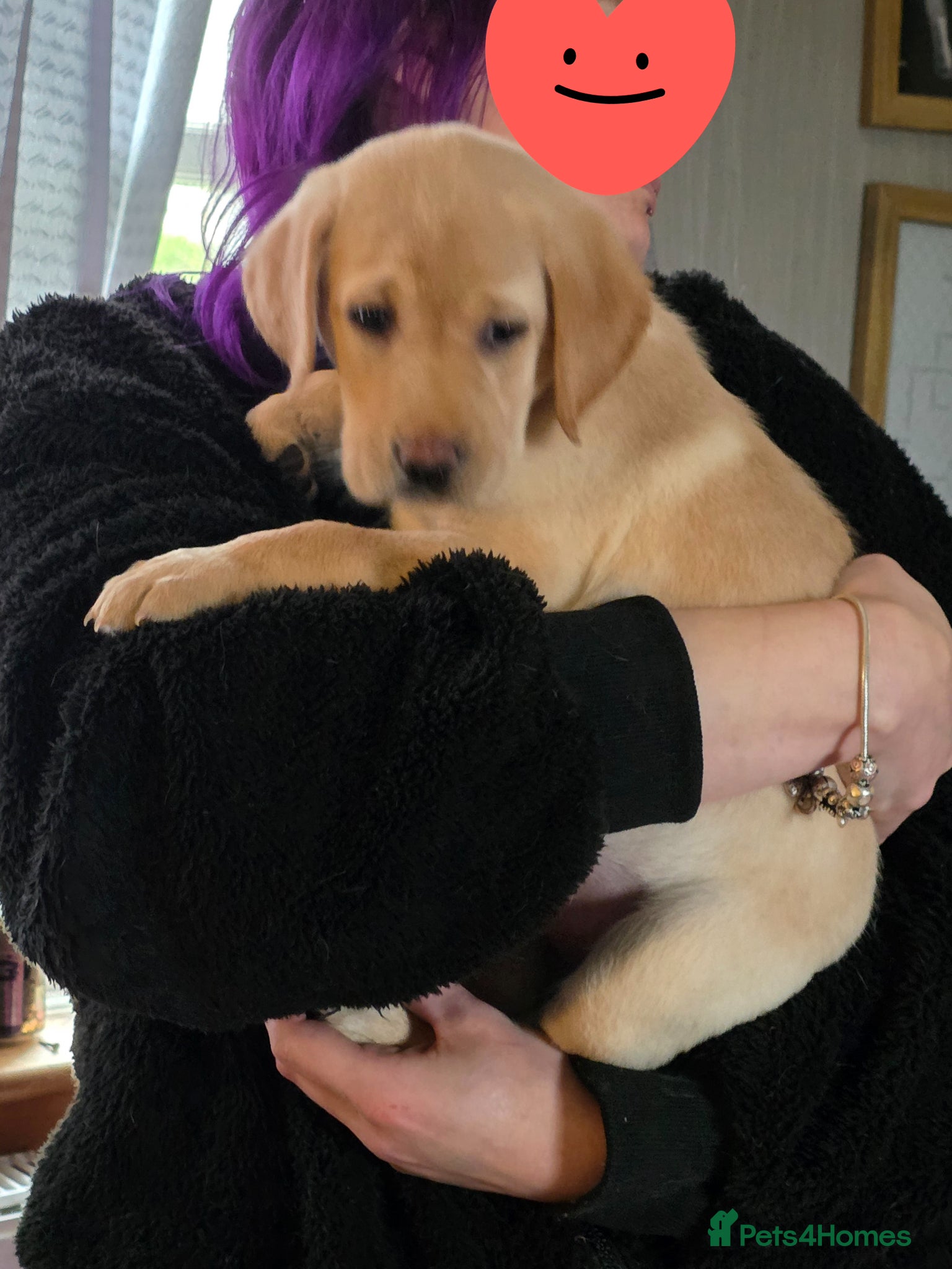 Labrador Retriever dogs Wee girl read discription  - Advert 15