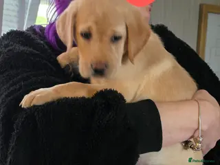 Labrador Retriever dogs Wee girl read discription - Advert 7