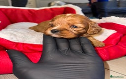 Cavapoo dogs for sale: 🐾 Tiny F1 Cavapoo Puppies – 3 Girls & 1 Boy! 🐾 - Image 13