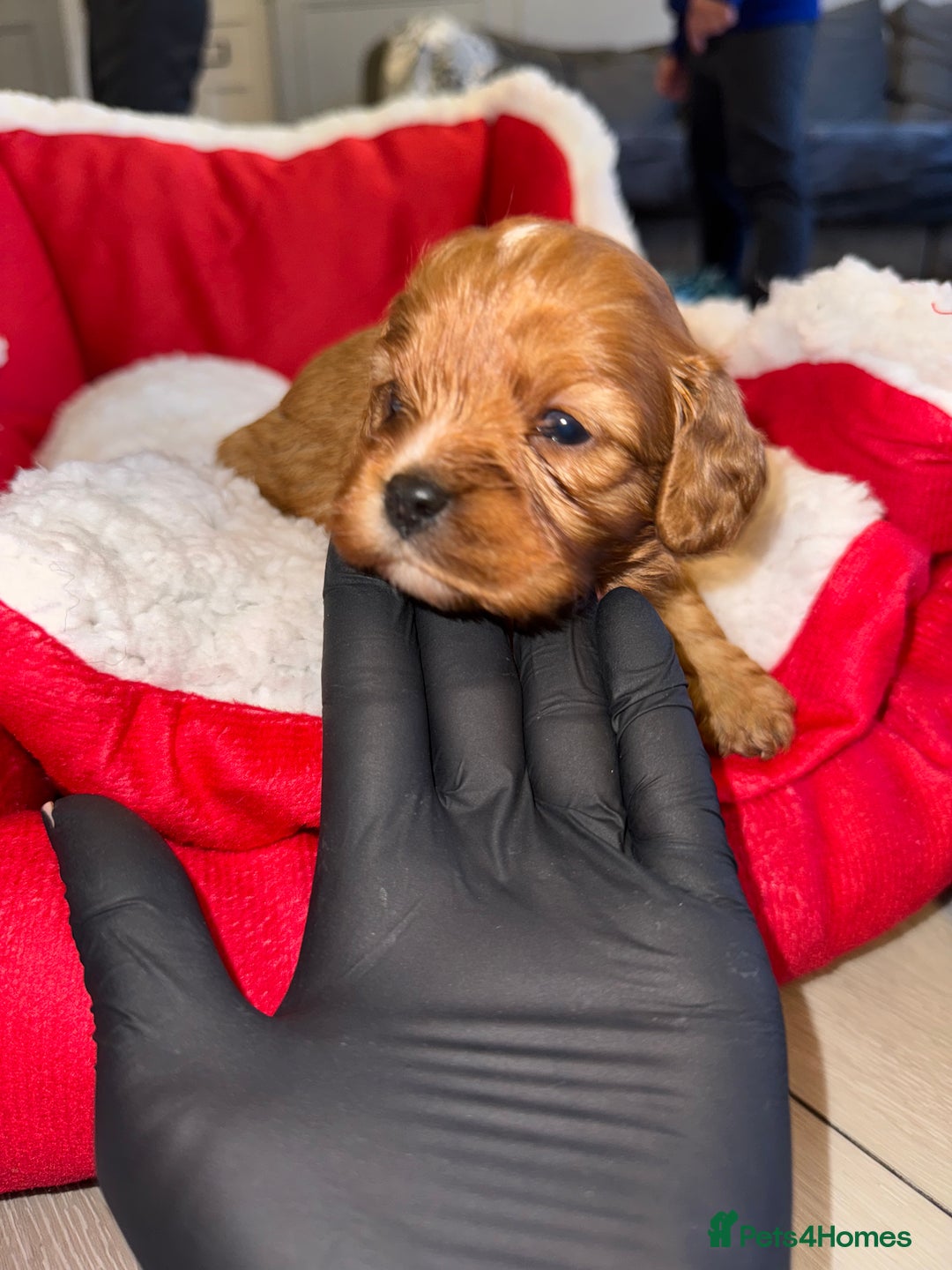 Cavapoo dogs for sale: 🐾 Tiny F1 Cavapoo Puppies – 3 Girls & 1 Boy! 🐾 - Image 13