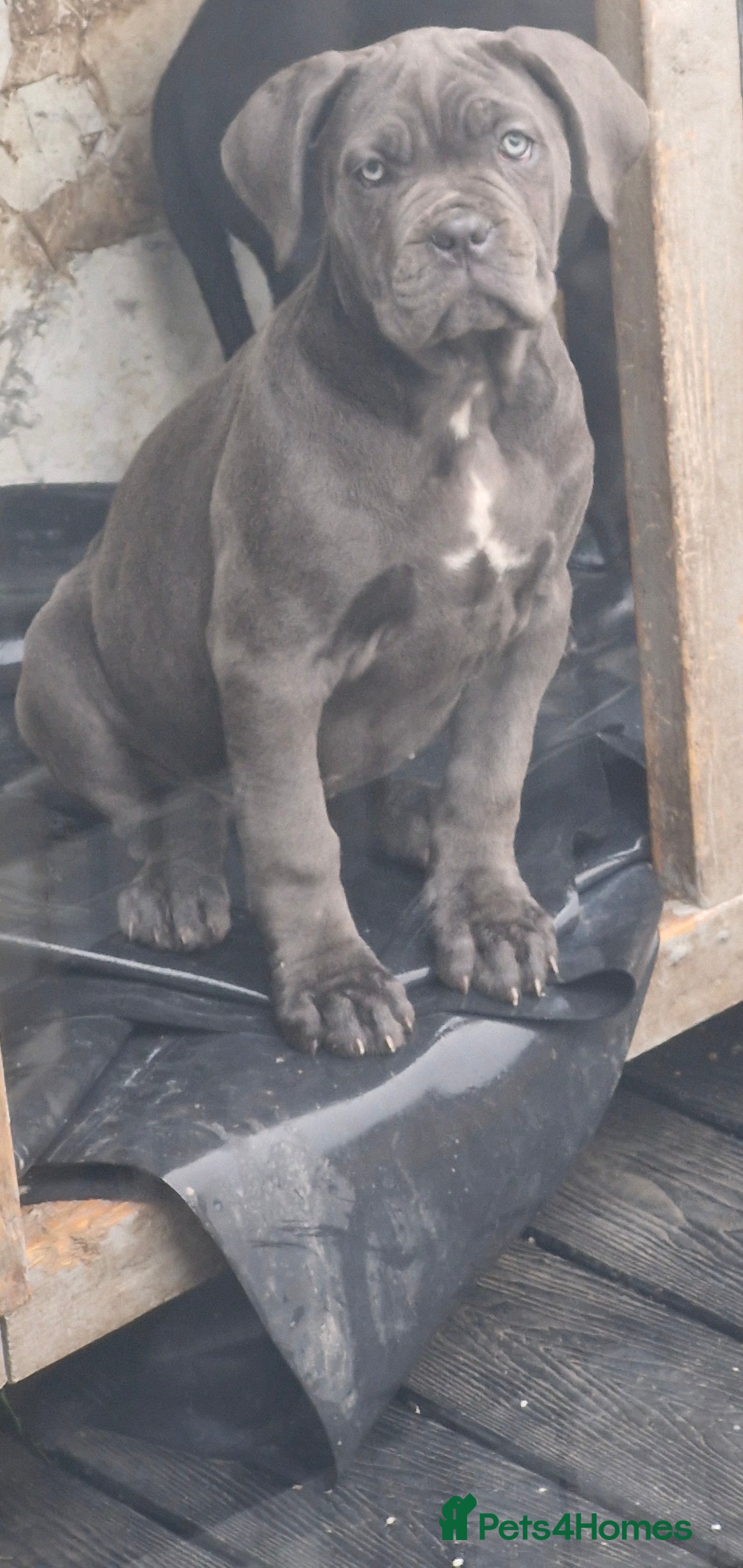 Cane Corso dogs EXCEPTIONAL PEDIGREE CANE CORSO PUPPIES - Advert 16