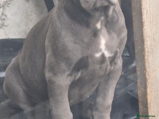 Cane Corso dogs EXCEPTIONAL PEDIGREE CANE CORSO PUPPIES - Advert 10
