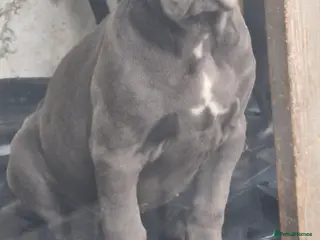 Cane Corso dogs EXCEPTIONAL PEDIGREE!! ONE BLUE GIRL AVAILABLE!! - Advert 5