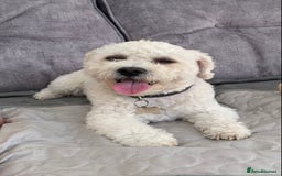 Cavapoo dogs for stud: Gorgeous F1 Cavapoo for stud - Image 7