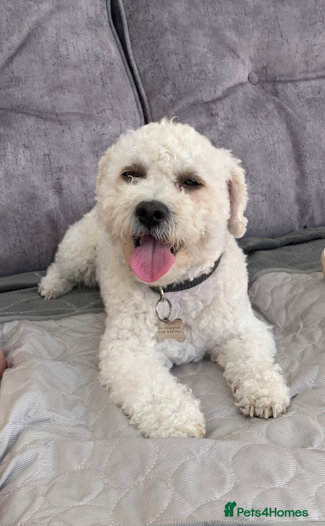 Cavapoo dogs for stud: Gorgeous F1 Cavapoo for stud - Image 7