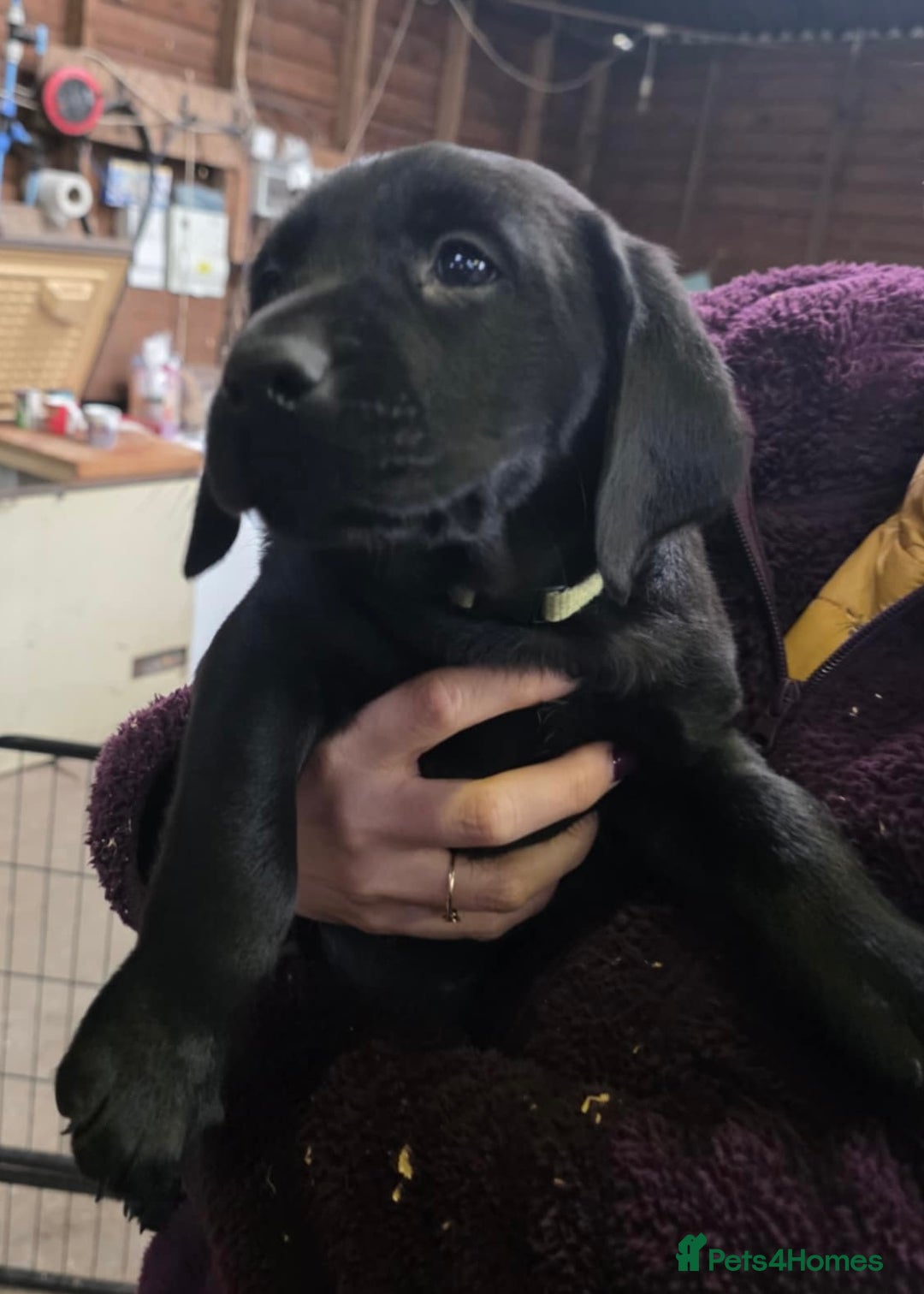 Labrador Retriever dogs for sale: 1 male Labrador puppy - Image 5