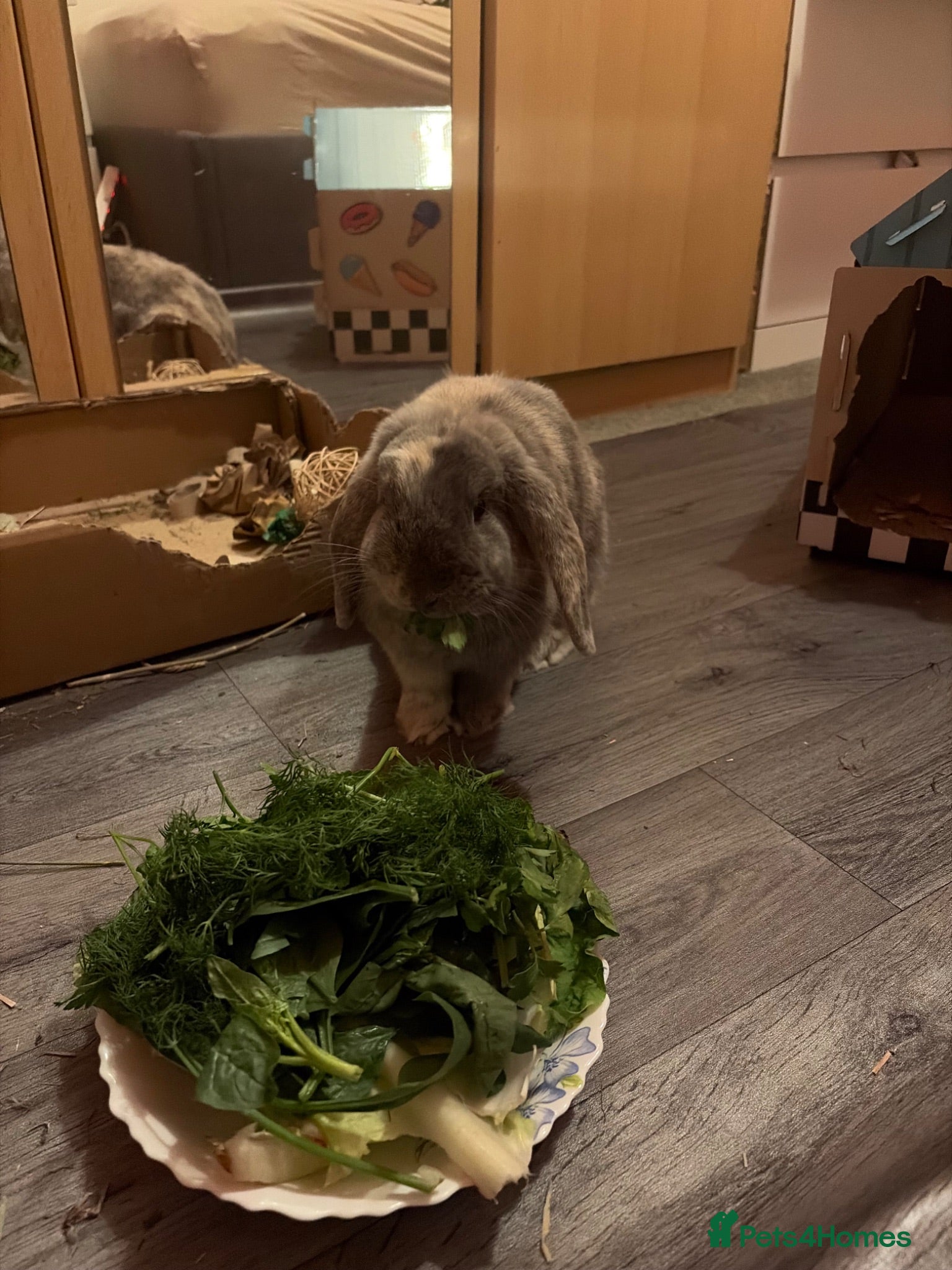 Mini Lop rabbits grey mini lop bunny  - Advert 1