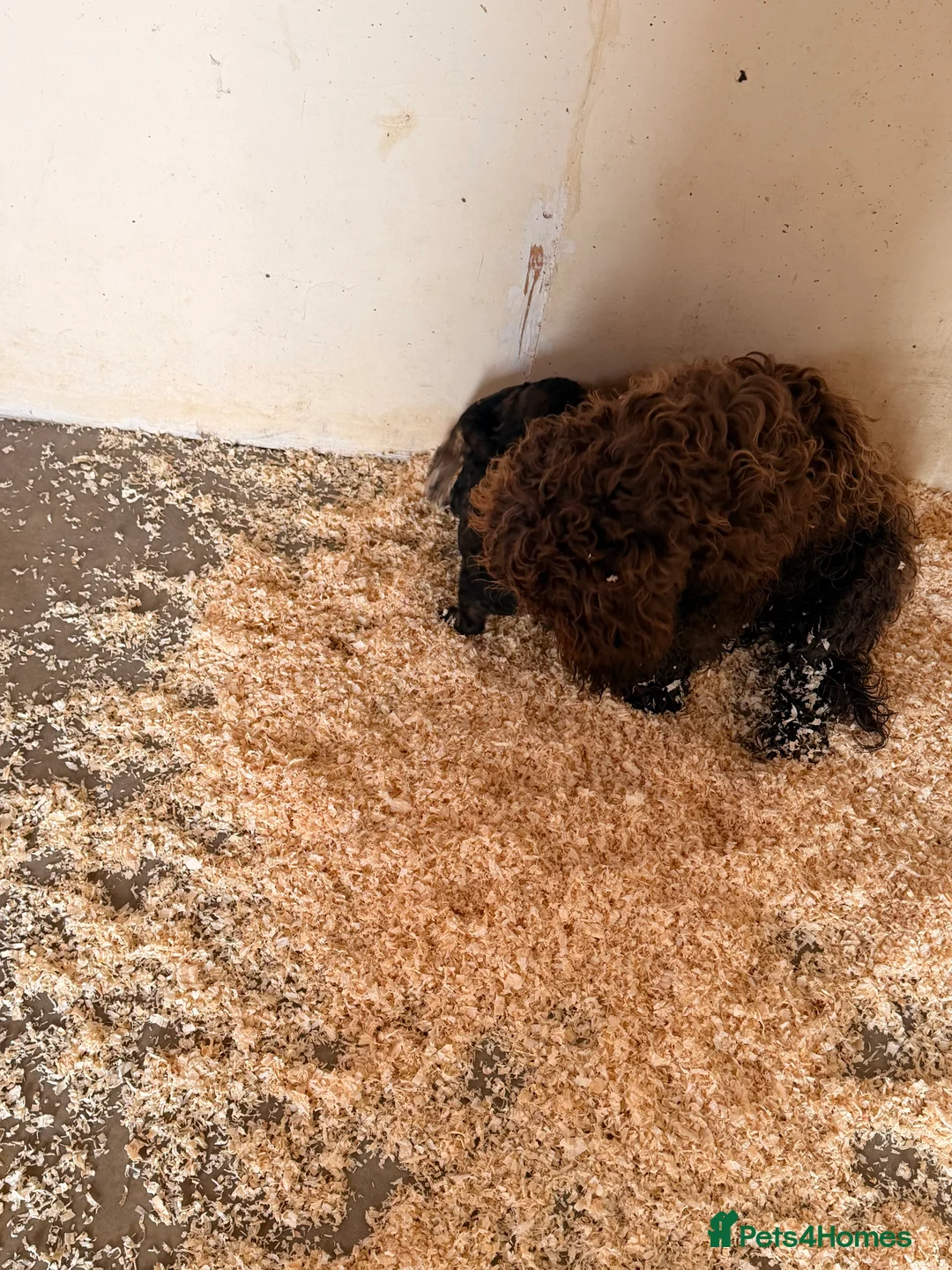 Cockapoo dogs for sale: F1 puppies cockatoo - Advert 3