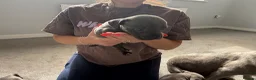 Staffordshire Bull Terrier dogs for sale: Four stunning blue Staffordshire bull terriers - Advert 10