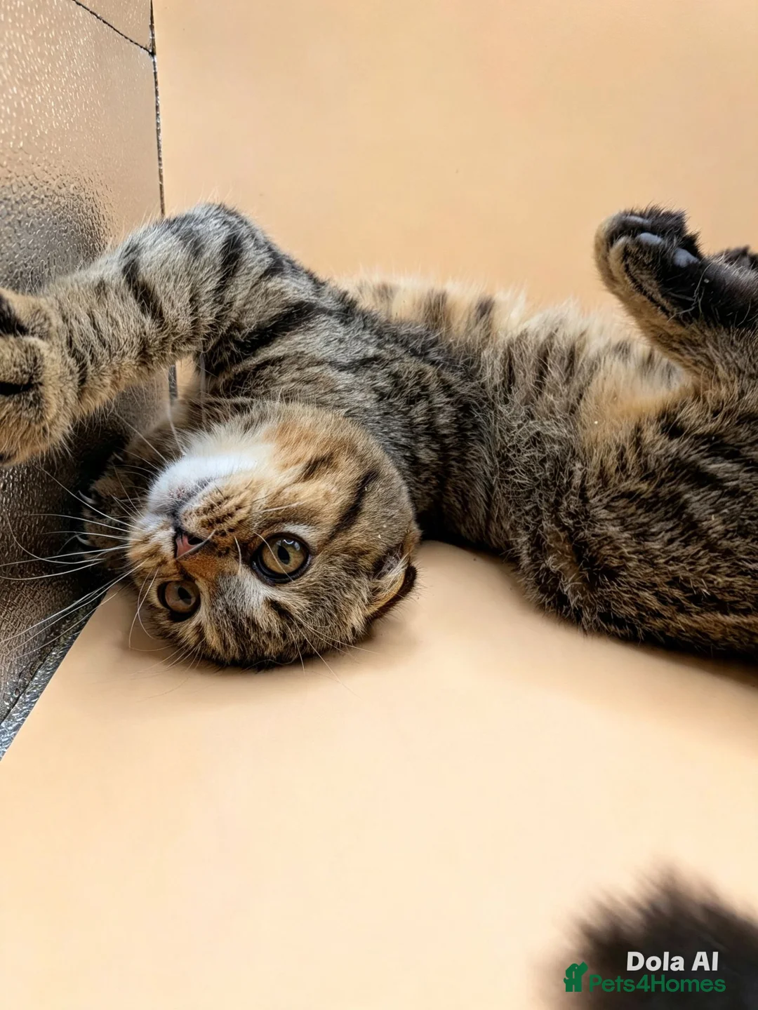 Exotic cats for sale:  Exotic Shorthair, Looped Ears, Loving Boy - Advert 5