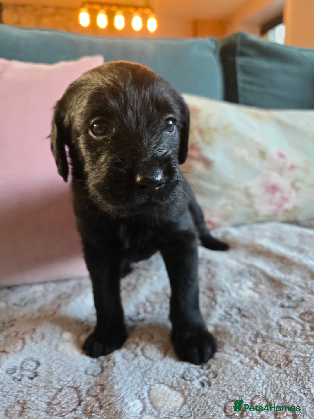 Labradoodle dogs for sale: Adorable Labradoodle puppies - Advert 15