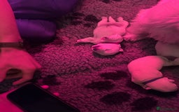 West Highland Terrier dogs for sale: West highland terrier pups - Image 2
