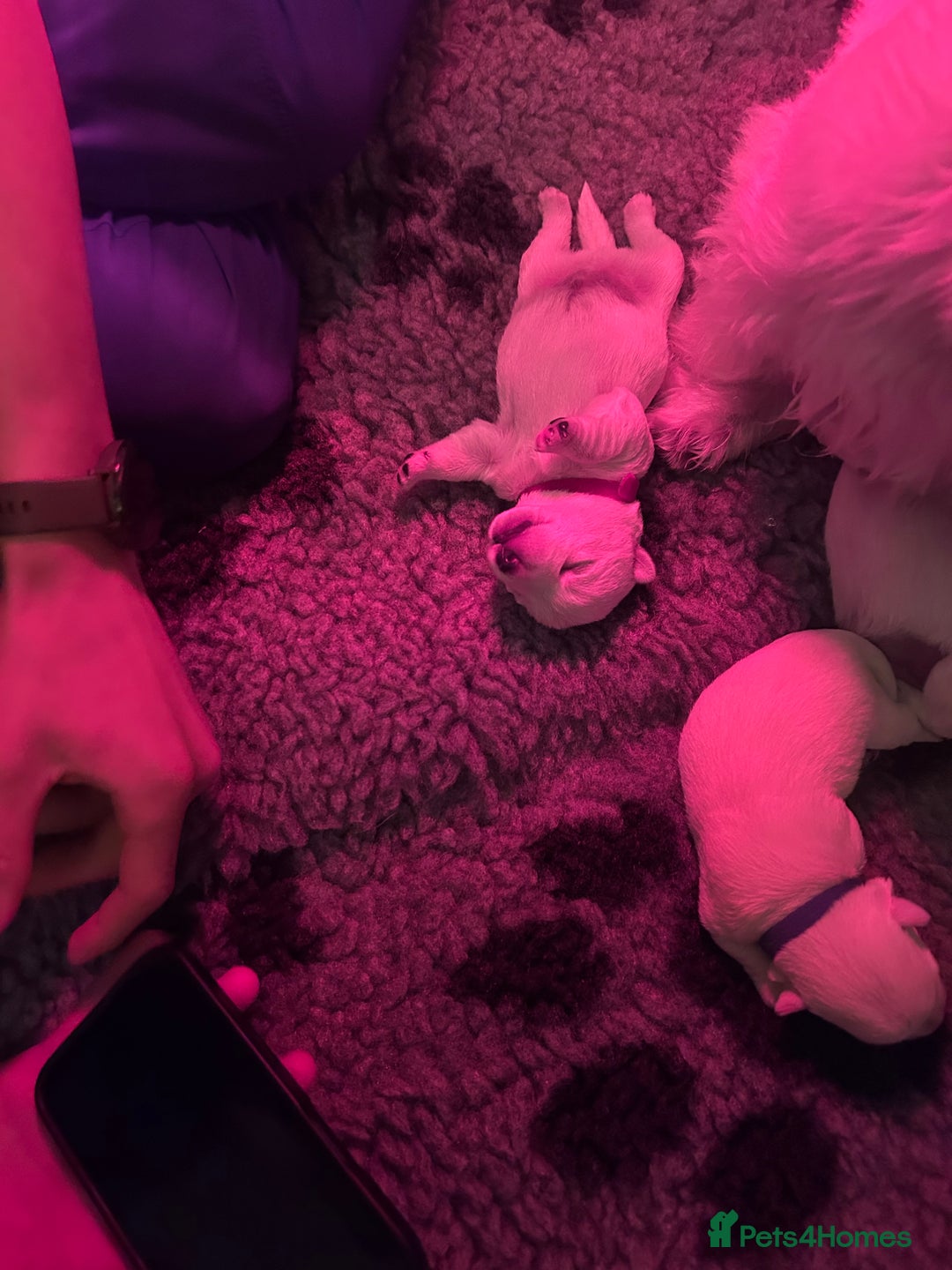 West Highland Terrier dogs for sale: West highland terrier pups - Image 2