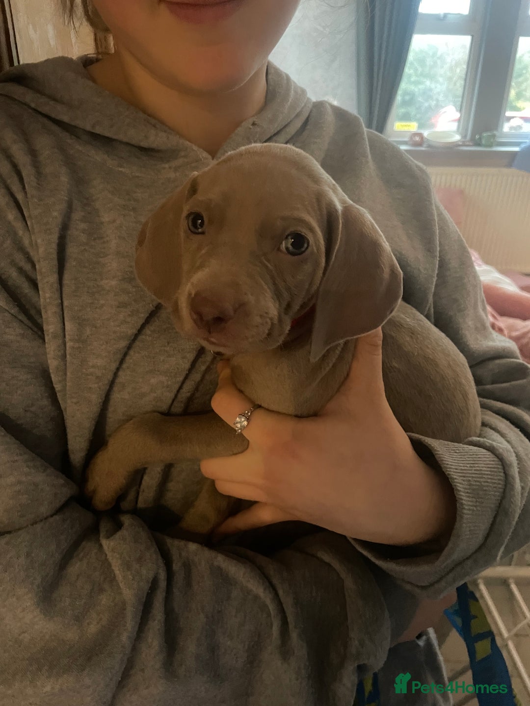 Weimaraner dogs for sale: KC registered Silver puppies - Advert 29