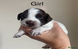 Cocker Spaniel dogs for sale: Cocker spaniel puppies for sale  - Image 4