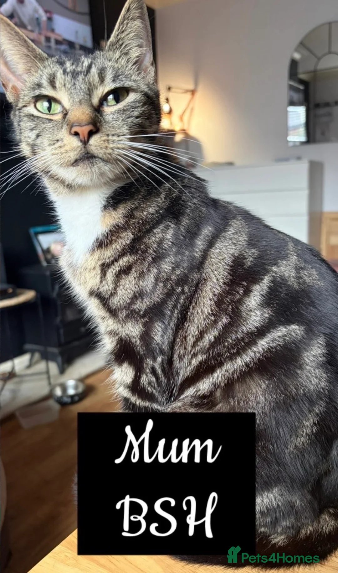 Mixed Breed cats for sale: Ragdoll X British short haired kittens READY TO GO in Wigan - Advert 4