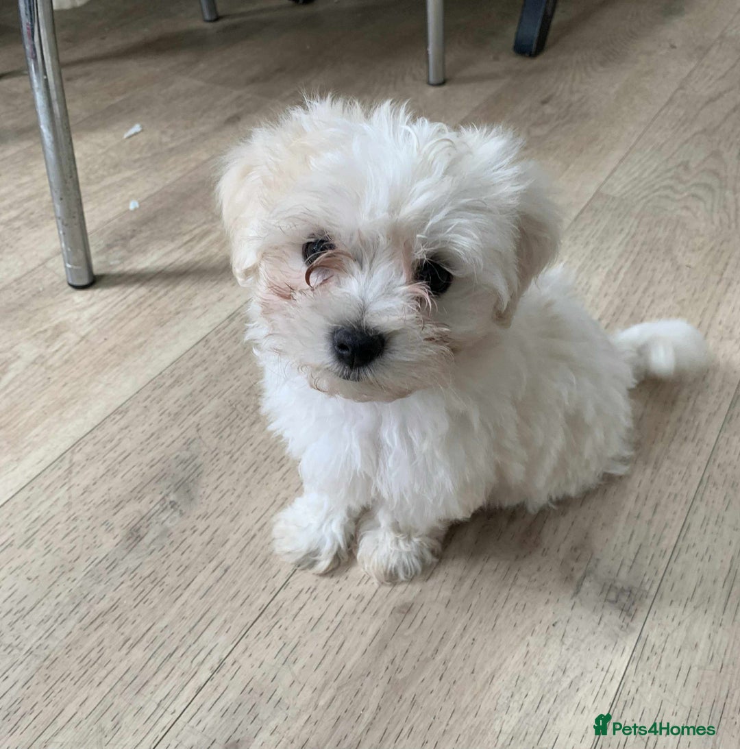 Maltese dogs for sale: Lovely maltese ready to go - Image 19