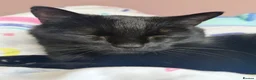 Mixed Breed cats for sale: Cat for rehoming - Advert 2