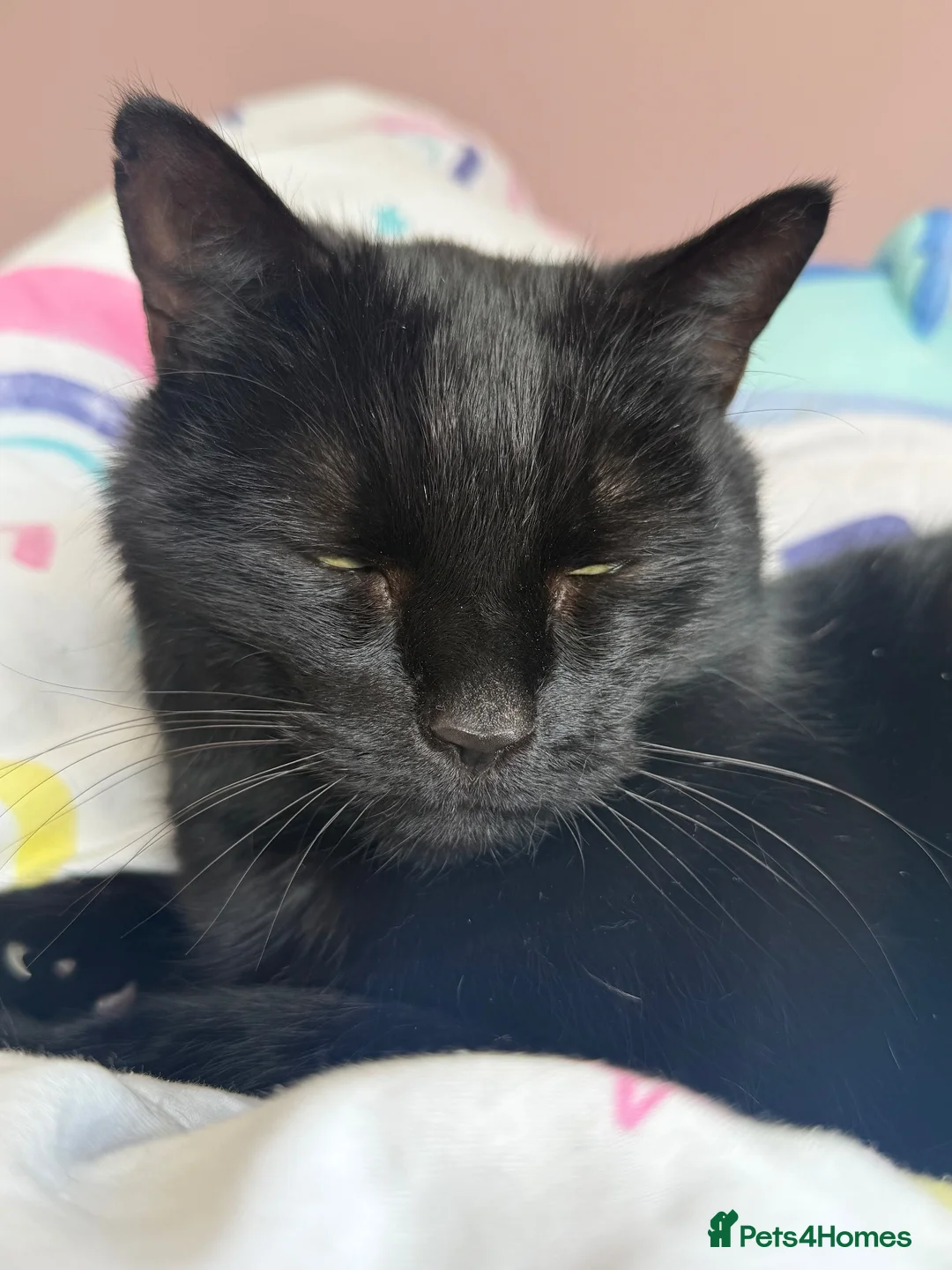 Mixed Breed cats for sale: Cat for rehoming - Advert 2