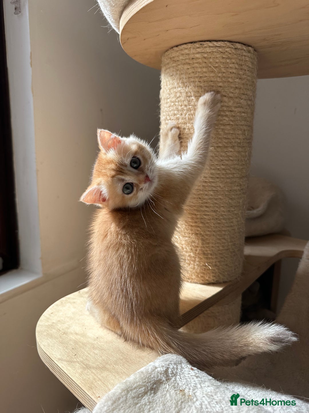 British Shorthair cats for sale: GCCF BSH Last Chocolate Golden Female Kitten Left - Image 38