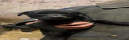 Borador dogs for sale: Labrador collie pups  - Advert 19