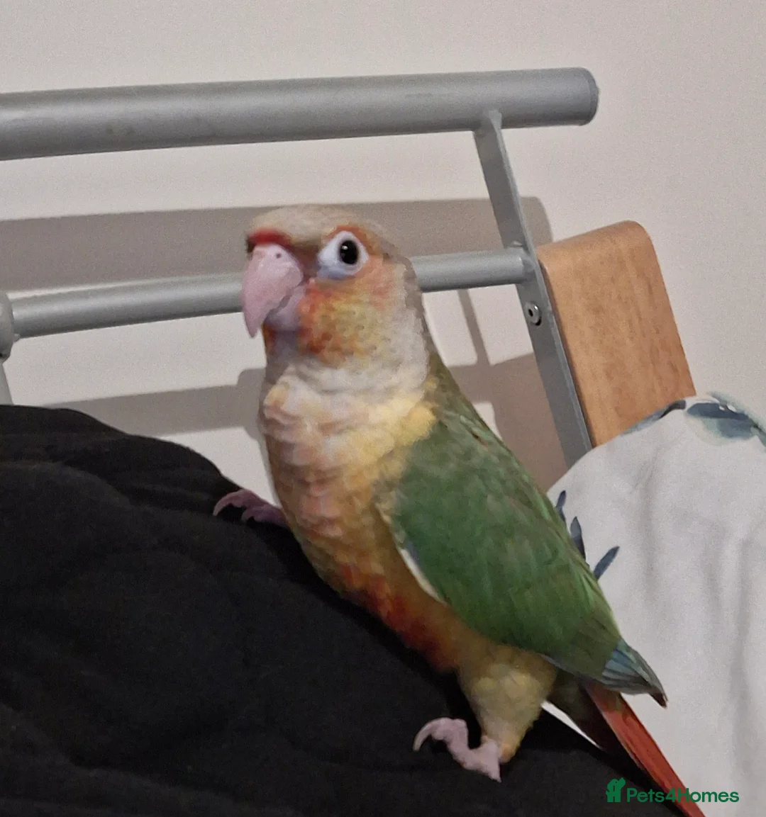 Conures birds for sale: Hand tame Green Cheek Conure in Kings Lynn - Advert 1