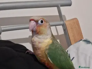 Conures birds Hand tame Green Cheek Conure in Kings Lynn - Advert 1