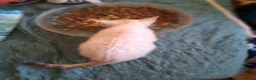 Bengal cats for sale: Blue eyes Snow bengal lynx kittens  - Advert 18