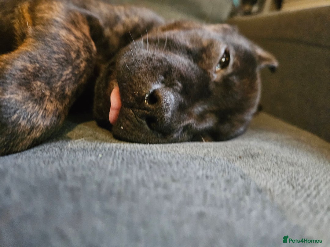 Mixed Breed dogs for sale: Cane corso x shar pei x staffy - Advert 12