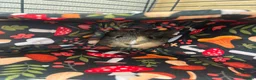 Guinea Pig rodents for sale: Two female guinea pigs  in Shrewsbury - Advert 3