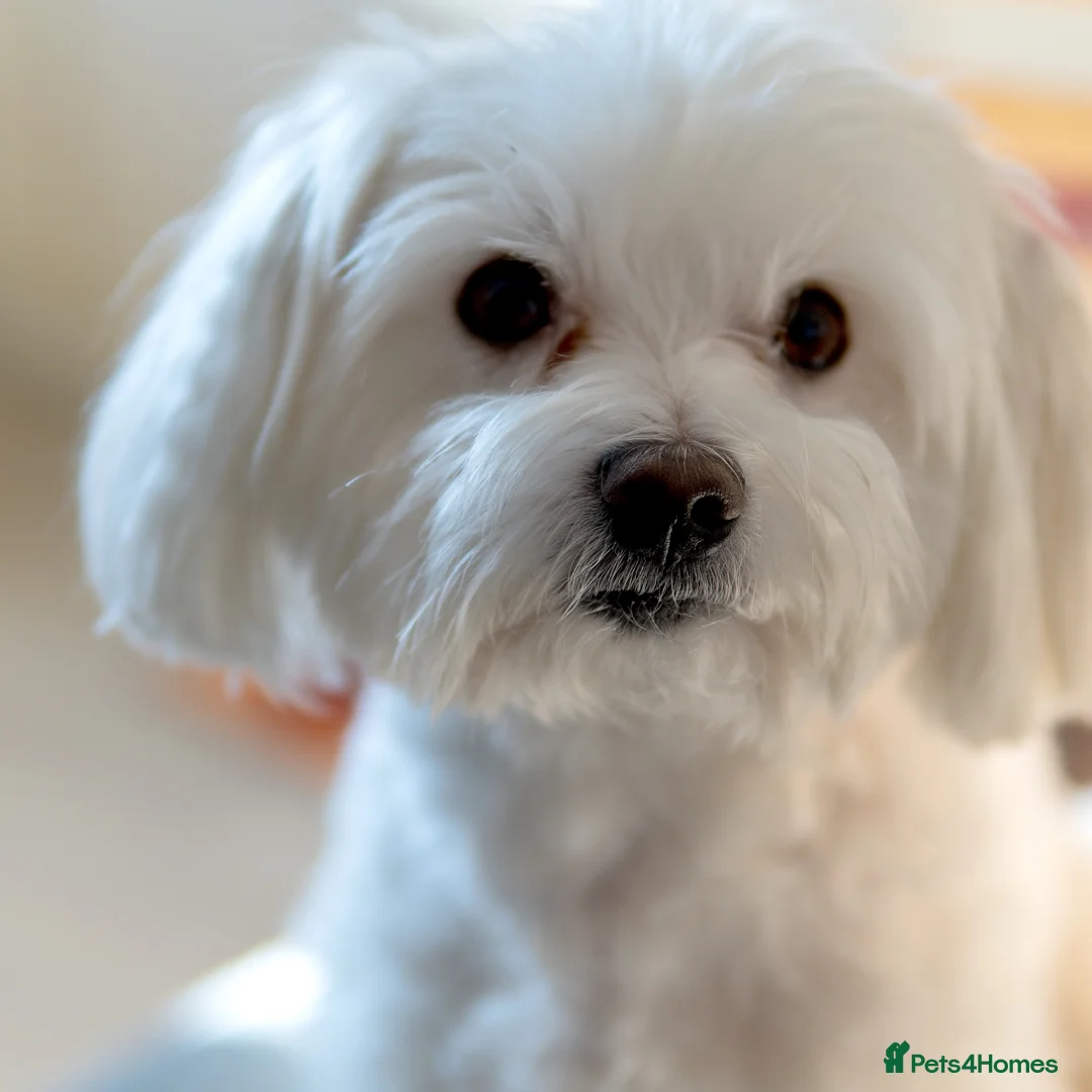 Maltese dogs for stud: Maltese Males (for Stud)  in Durham - Advert 3