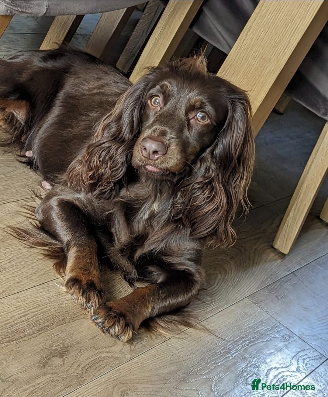 Cocker Spaniel dogs Cocker Spaniel Tan Pups (Working) - Advert 2