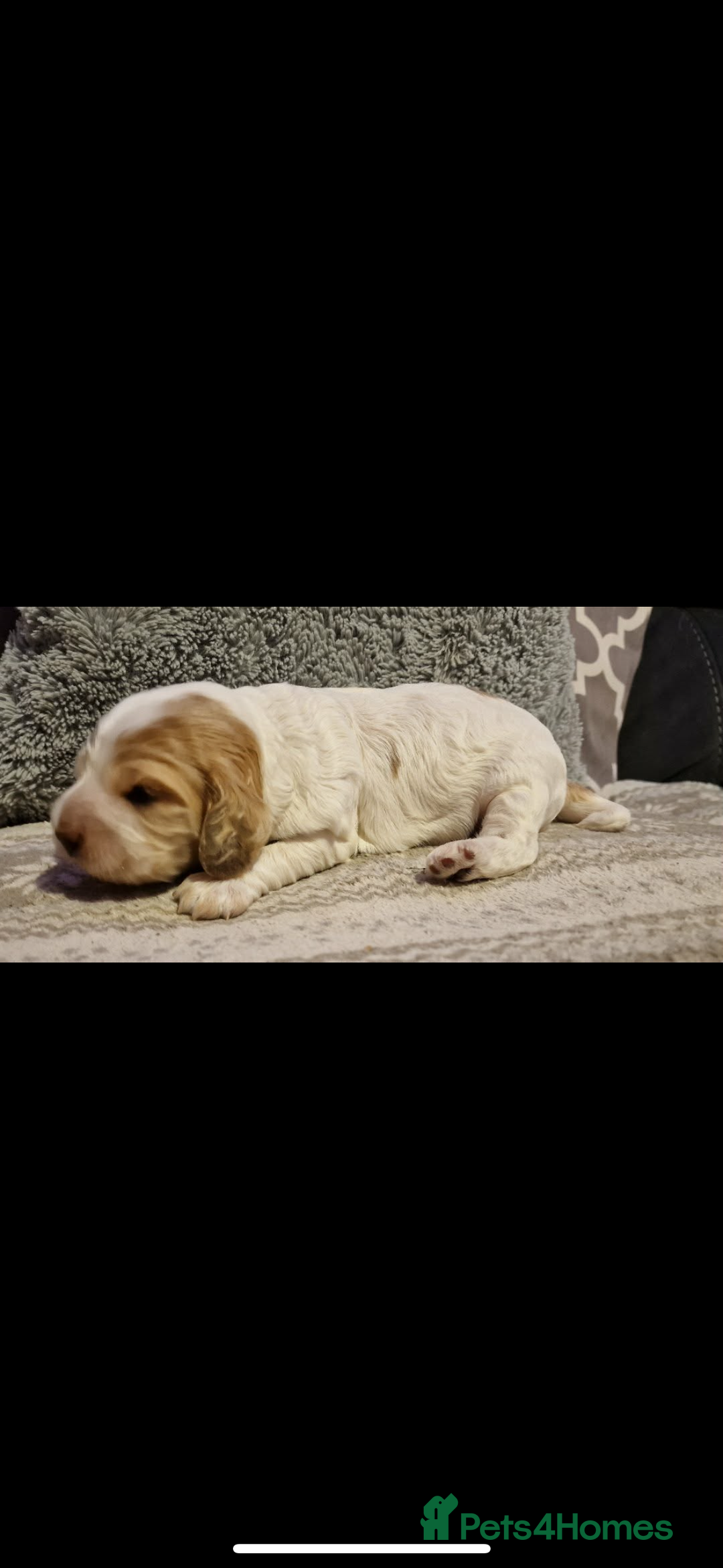 Cocker Spaniel dogs for sale: Lemon roan showtype cockerspaniel - Advert 1