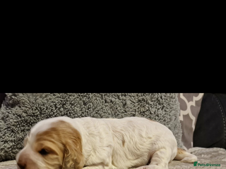 Cocker Spaniel dogs Lemon roan showtype cockerspaniel - Advert 3