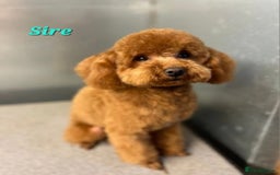 Labradoodle dogs for sale: Gorgeous Labradoodles - Image 14